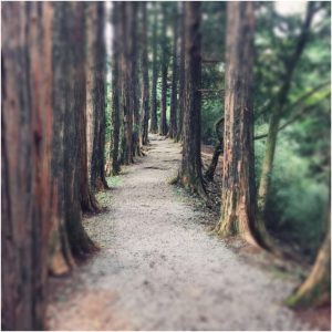 foret